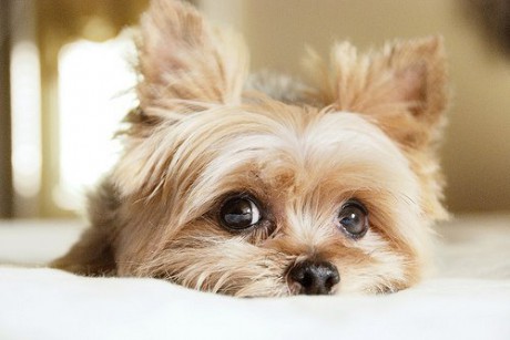 cute-dog-eyes-pet-Favim.com-274388